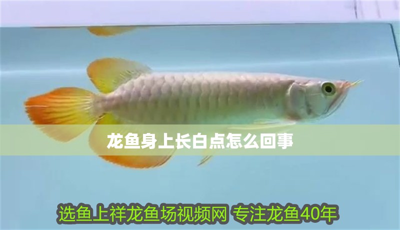 龍魚身上長白點怎么回事