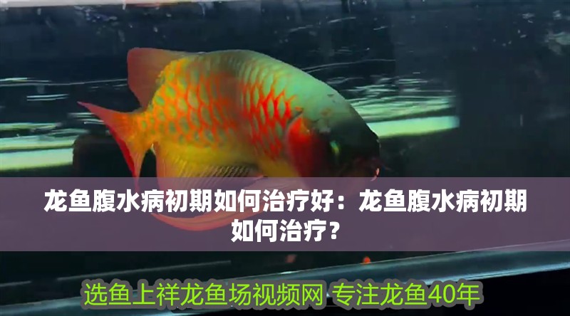 龍魚腹水病初期如何治療好：龍魚腹水病初期如何治療？