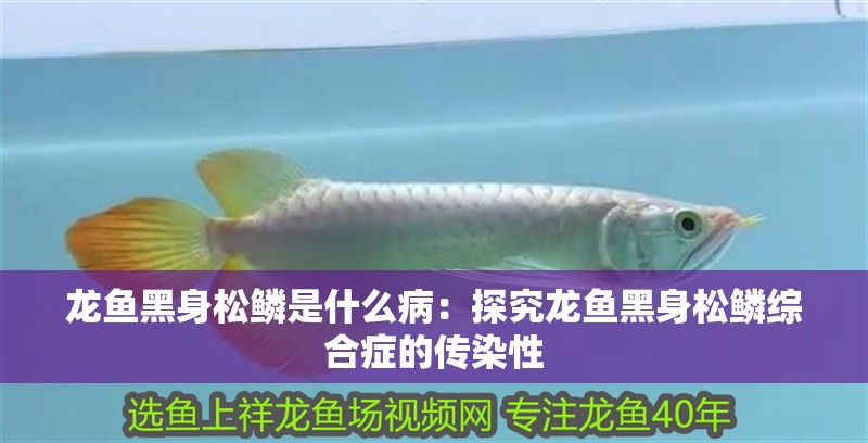 龍魚黑身松鱗是什么病：探究龍魚黑身松鱗綜合癥的傳染性