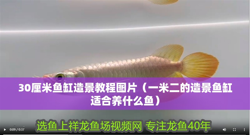 30厘米魚缸造景教程圖片（一米二的造景魚缸適合養(yǎng)什么魚）