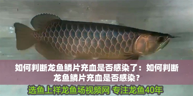 如何判斷龍魚鱗片充血是否感染了：如何判斷龍魚鱗片充血是否感染？