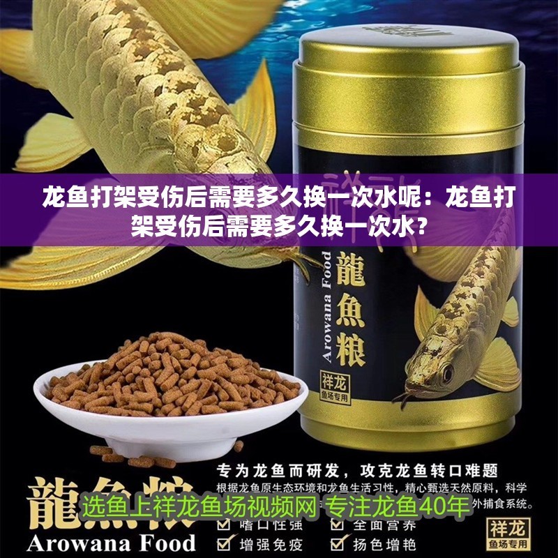 龍魚打架受傷后需要多久換一次水呢：龍魚打架受傷后需要多久換一次水？