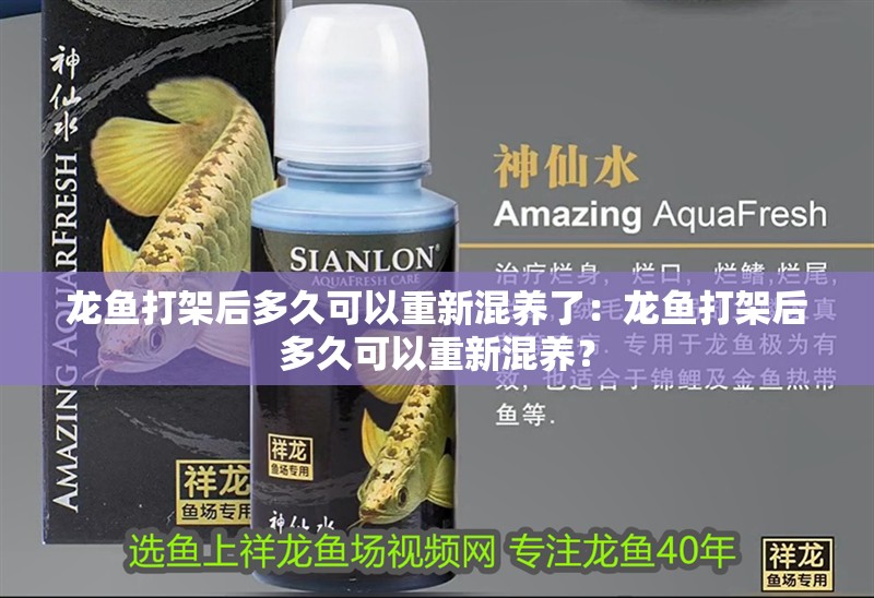 龍魚打架后多久可以重新混養了：龍魚打架后多久可以重新混養？
