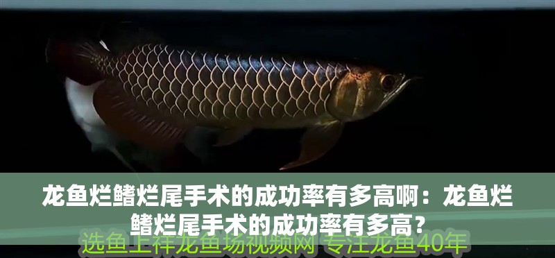 龍魚爛鰭爛尾手術的成功率有多高啊：龍魚爛鰭爛尾手術的成功率有多高？