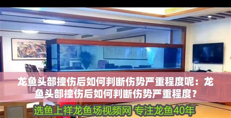 龍魚頭部撞傷后如何判斷傷勢嚴重程度呢：龍魚頭部撞傷后如何判斷傷勢嚴重程度？