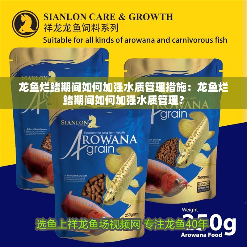 龍魚爛鰭期間如何加強水質管理措施：龍魚爛鰭期間如何加強水質管理？