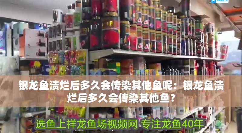 銀龍魚潰爛后多久會傳染其他魚呢：銀龍魚潰爛后多久會傳染其他魚？