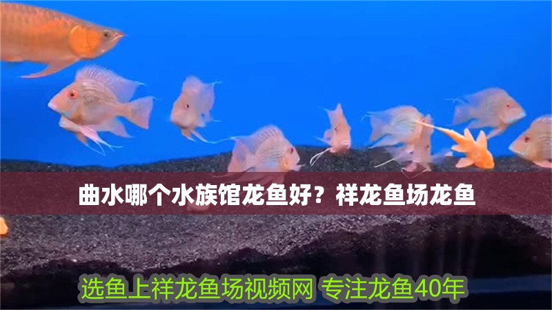 曲水哪個水族館龍魚好？祥龍魚場龍魚