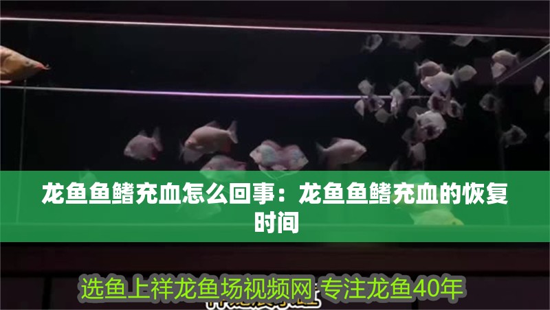 龍魚魚鰭充血怎么回事：龍魚魚鰭充血的恢復時間