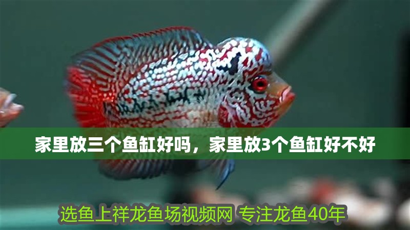 家里放三個魚缸好嗎，家里放3個魚缸好不好