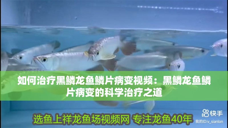 如何治療黑鱗龍魚鱗片病變視頻：黑鱗龍魚鱗片病變的科學治療之道