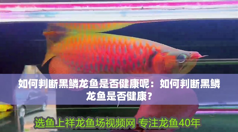 如何判斷黑鱗龍魚是否健康呢：如何判斷黑鱗龍魚是否健康？
