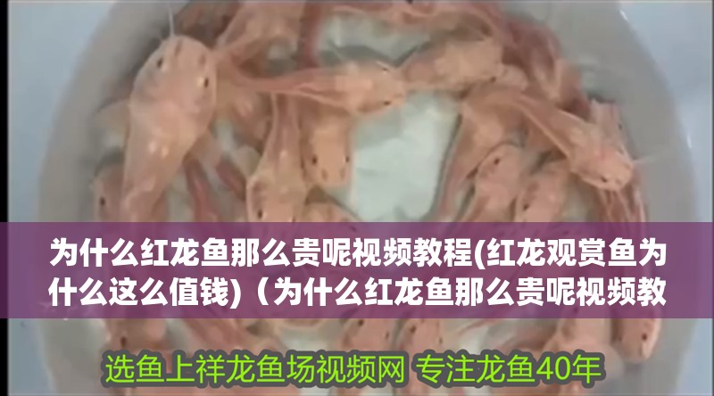 為什么紅龍魚那么貴呢視頻教程(紅龍觀賞魚為什么這么值錢)（為什么紅龍魚那么貴呢視頻教程）