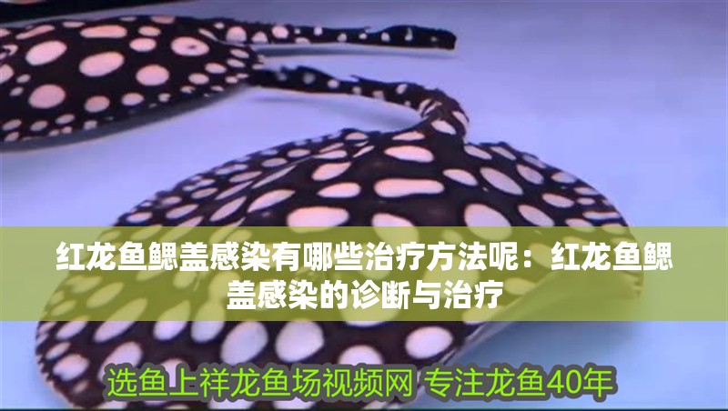 紅龍魚鰓蓋感染有哪些治療方法呢：紅龍魚鰓蓋感染的診斷與治療