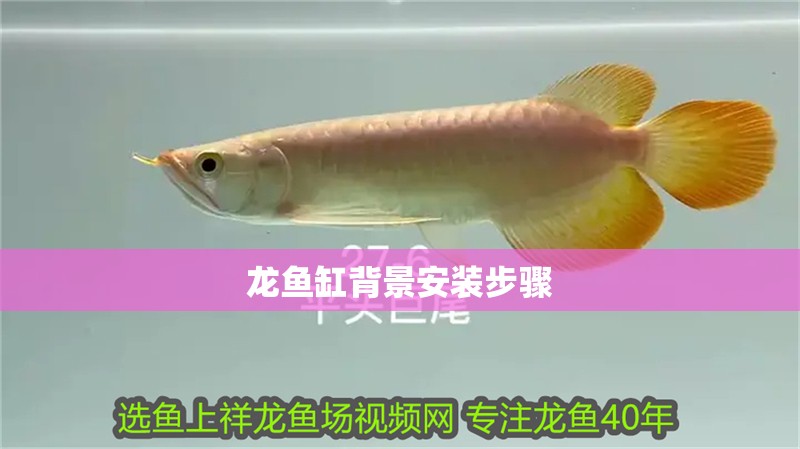 玻璃做魚缸怎么粘才牢固:如何自制玻璃魚缸 龍魚缸背景安裝步驟 龍魚百科 龍魚缸背景安裝步驟 龍魚缸背景安裝步驟 龍魚百科