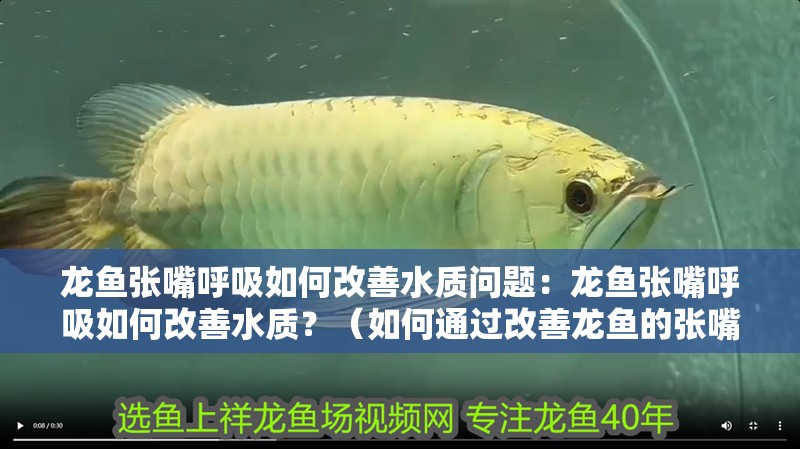 龍魚張嘴呼吸如何改善水質問題：龍魚張嘴呼吸如何改善水質？（如何通過改善龍魚的張嘴呼吸問題）