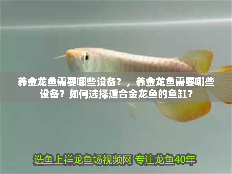 養(yǎng)金龍魚需要哪些設(shè)備？，養(yǎng)金龍魚需要哪些設(shè)備？如何選擇適合金龍魚的魚缸？