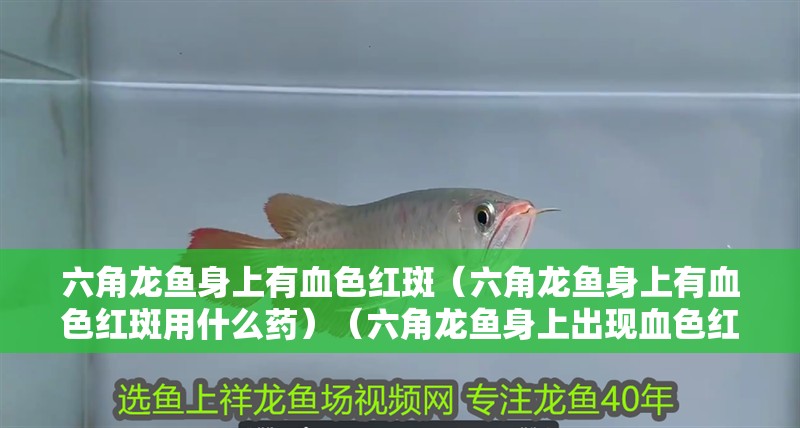 六角龍魚身上有血色紅斑（六角龍魚身上有血色紅斑用什么藥）（六角龍魚身上出現血色紅斑用什么藥）