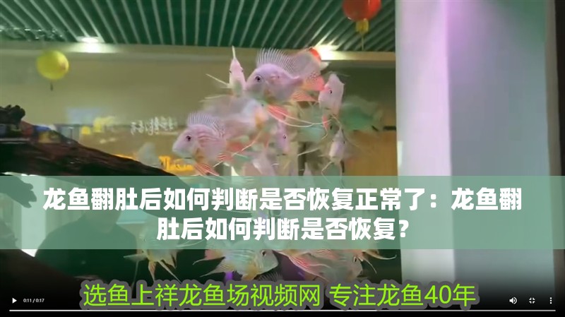 龍魚翻肚后如何判斷是否恢復正常了：龍魚翻肚后如何判斷是否恢復？