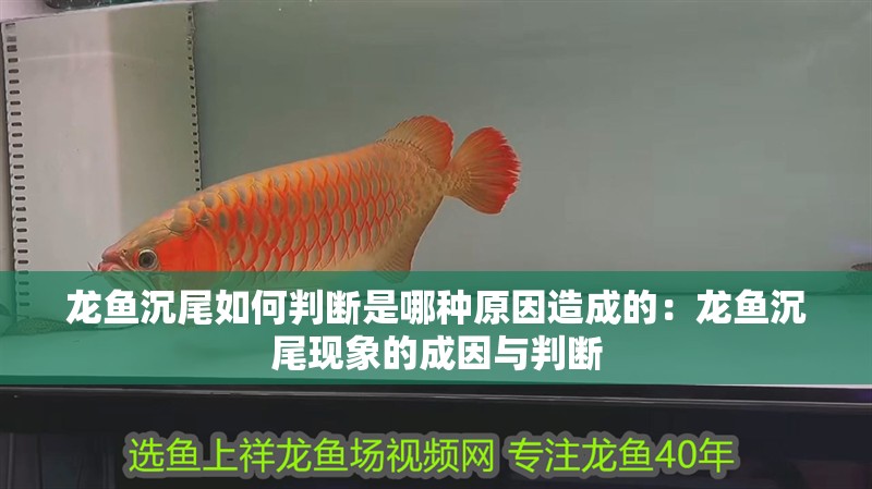 龍魚沉尾如何判斷是哪種原因造成的：龍魚沉尾現象的成因與判斷