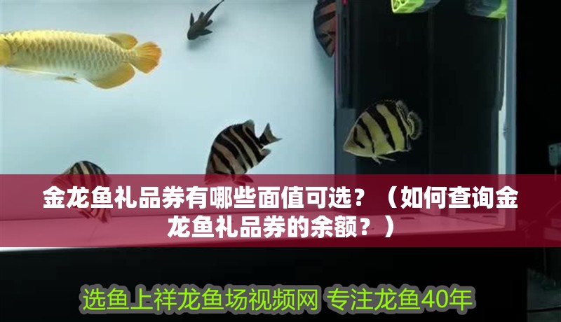 金龍魚禮品券有哪些面值可選？（如何查詢金龍魚禮品券的余額？）