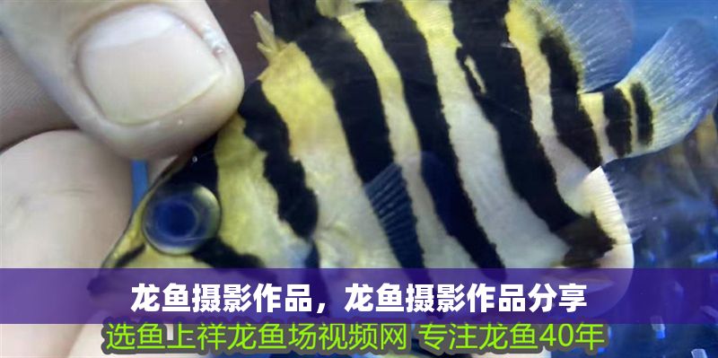 龍魚攝影作品，龍魚攝影作品分享