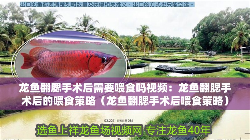 龍魚翻腮手術后需要喂食嗎視頻：龍魚翻腮手術后的喂食策略（龍魚翻腮手術后喂食策略）