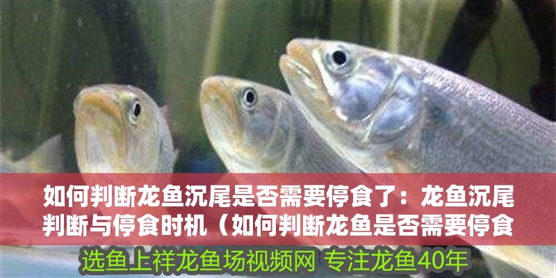 如何判斷龍魚沉尾是否需要停食了：龍魚沉尾判斷與停食時機（如何判斷龍魚是否需要停食）