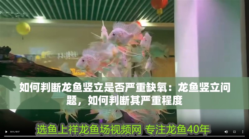 如何判斷龍魚豎立是否嚴重缺氧：龍魚豎立問題，如何判斷其嚴重程度