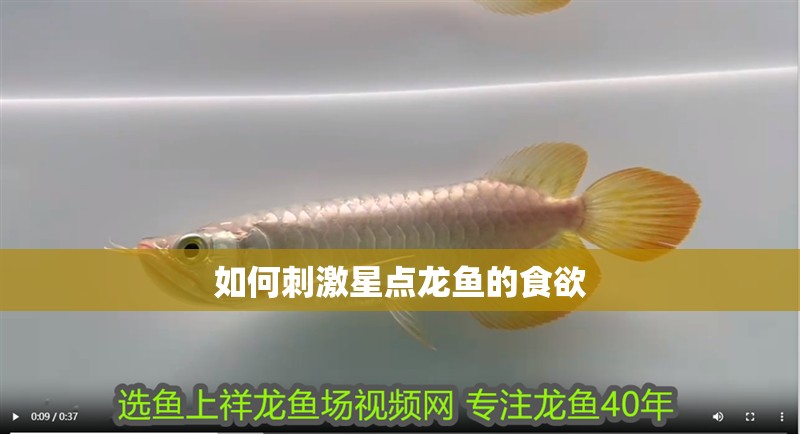 如何刺激星點龍魚的食欲
