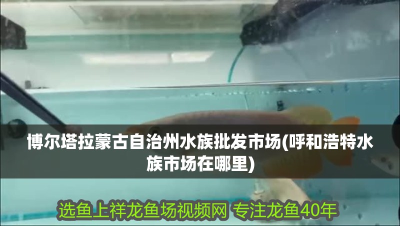 博爾塔拉蒙古自治州水族批發(fā)市場(呼和浩特水族市場在哪里)