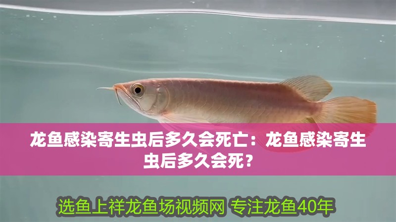 龍魚感染寄生蟲后多久會死亡：龍魚感染寄生蟲后多久會死？