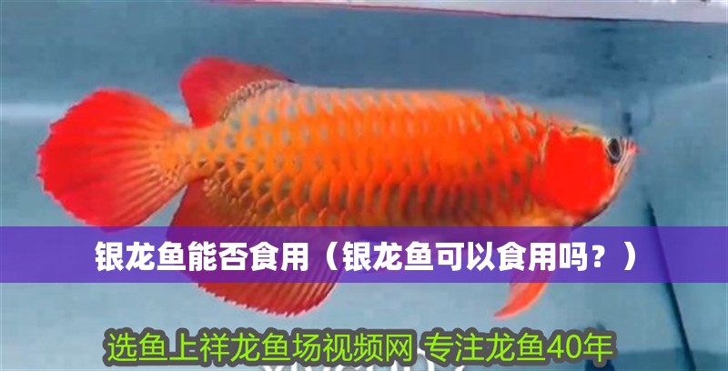 銀龍魚能否食用（銀龍魚可以食用嗎？）