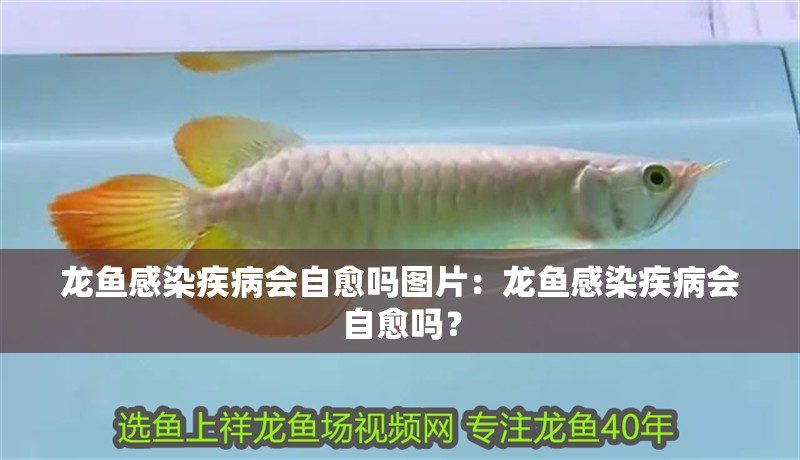 龍魚感染疾病會自愈嗎圖片：龍魚感染疾病會自愈嗎？