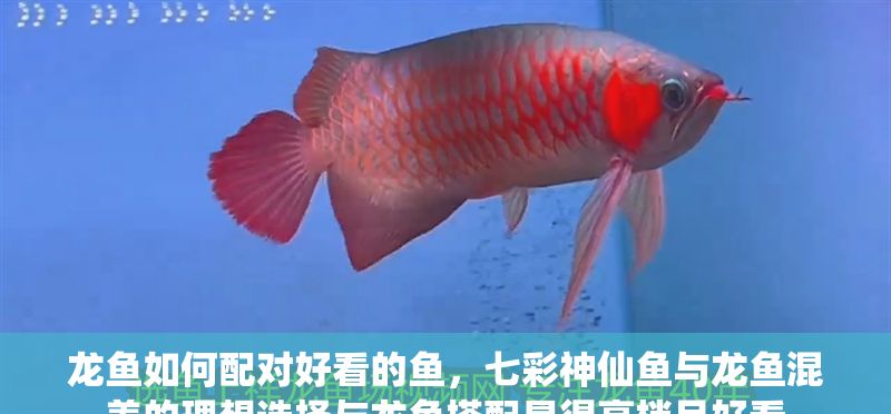 龍魚如何配對(duì)好看的魚，七彩神仙魚與龍魚混養(yǎng)的理想選擇與龍魚搭配顯得高檔且好看