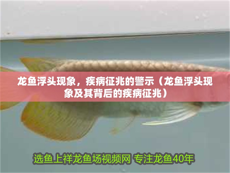 龍魚浮頭現象，疾病征兆的警示（龍魚浮頭現象及其背后的疾病征兆）
