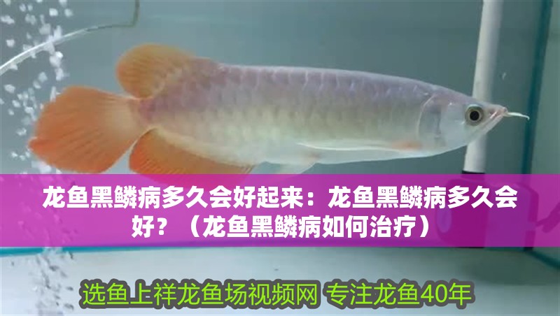 龍魚黑鱗病多久會好起來：龍魚黑鱗病多久會好？（龍魚黑鱗病如何治療）