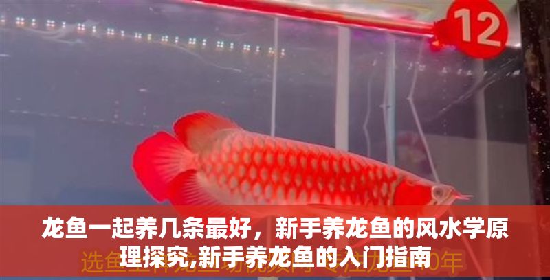 龍魚一起養幾條最好，新手養龍魚的風水學原理探究,新手養龍魚的入門指南