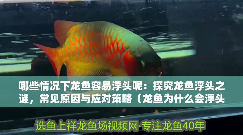 哪些情況下龍魚容易浮頭呢：探究龍魚浮頭之謎，常見原因與應對策略（龍魚為什么會浮頭）