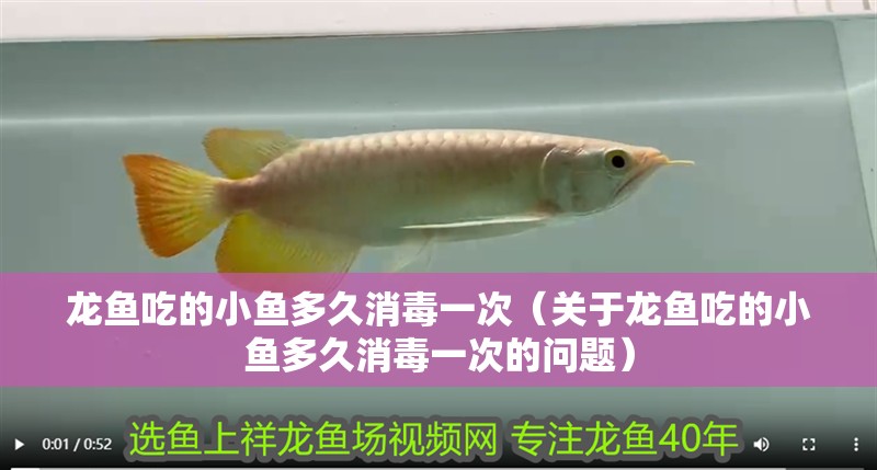 龍魚吃的小魚多久消毒一次（關于龍魚吃的小魚多久消毒一次的問題）