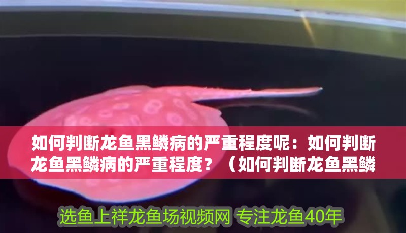 如何判斷龍魚黑鱗病的嚴重程度呢：如何判斷龍魚黑鱗病的嚴重程度？（如何判斷龍魚黑鱗病的嚴重程度）