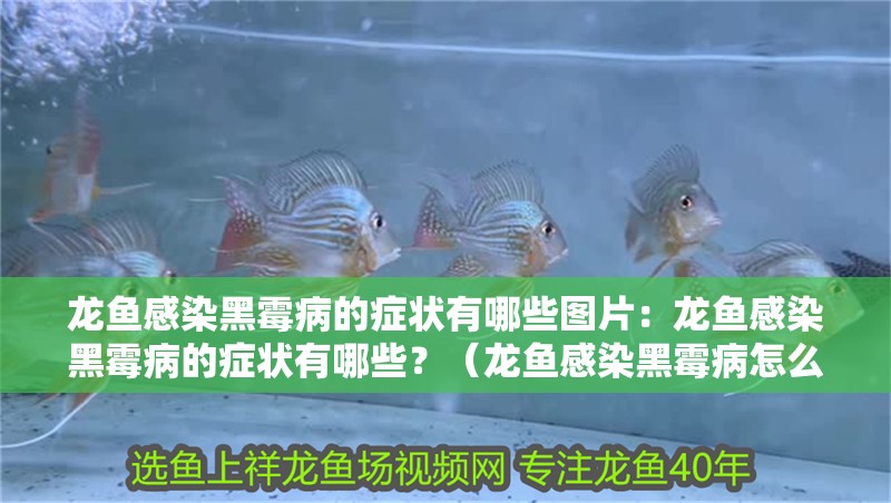 龍魚感染黑霉病的癥狀有哪些圖片：龍魚感染黑霉病的癥狀有哪些？（龍魚感染黑霉病怎么辦）