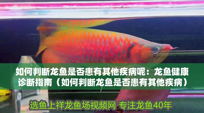 如何判斷龍魚是否患有其他疾病呢：龍魚健康診斷指南（如何判斷龍魚是否患有其他疾病）