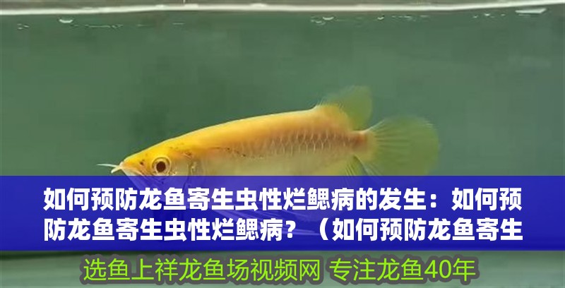 如何預(yù)防龍魚寄生蟲性爛鰓病的發(fā)生：如何預(yù)防龍魚寄生蟲性爛鰓病？（如何預(yù)防龍魚寄生蟲性爛鰓病）