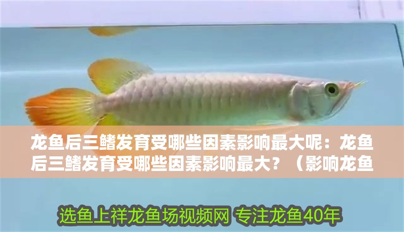 龍魚后三鰭發(fā)育受哪些因素影響最大呢：龍魚后三鰭發(fā)育受哪些因素影響最大？（影響龍魚后三鰭發(fā)育的主要因素）