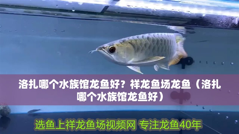 洛扎哪個(gè)水族館龍魚好？祥龍魚場龍魚（洛扎哪個(gè)水族館龍魚好）