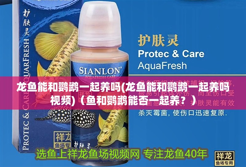 龍魚能和鸚鵡一起養嗎(龍魚能和鸚鵡一起養嗎視頻)（魚和鸚鵡能否一起養？）