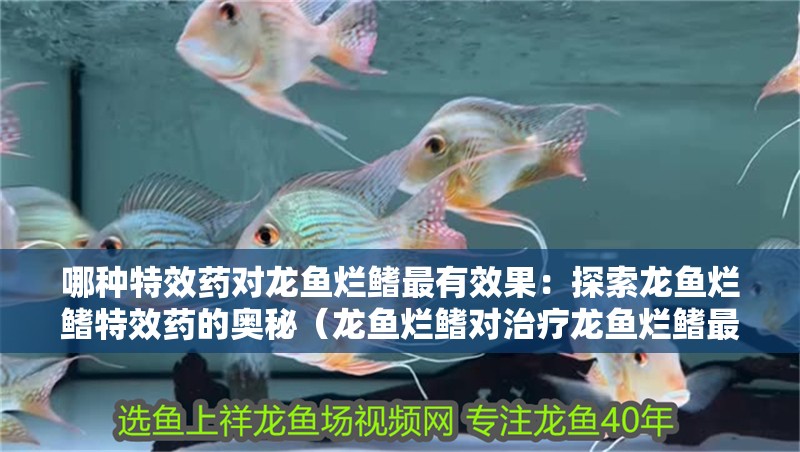 哪種特效藥對龍魚爛鰭最有效果：探索龍魚爛鰭特效藥的奧秘（龍魚爛鰭對治療龍魚爛鰭最有效果的特效藥對龍魚爛鰭最有效）
