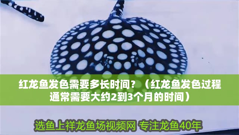 紅龍魚發色需要多長時間？（紅龍魚發色過程通常需要大約2到3個月的時間）