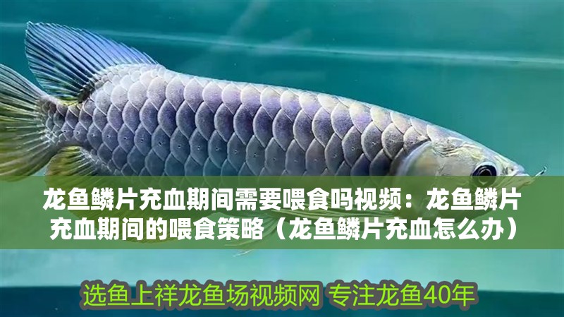 龍魚鱗片充血期間需要喂食嗎視頻：龍魚鱗片充血期間的喂食策略（龍魚鱗片充血怎么辦）